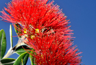 pohutukawa600.jpg